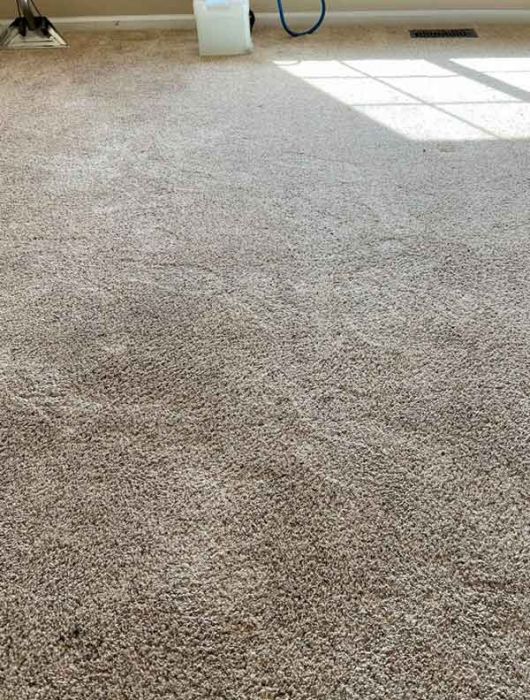 Before Carpet Cleaning in Fort Collins
